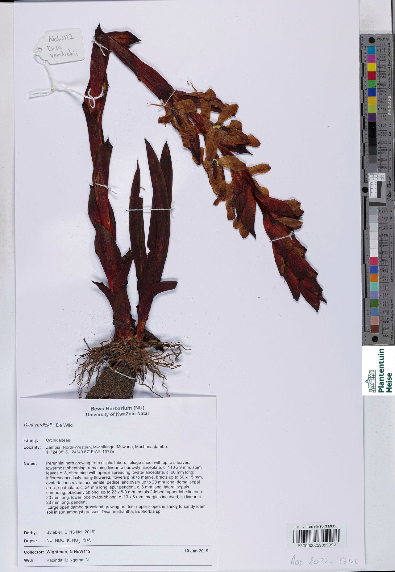 Disa verdickii — houseplant care guide