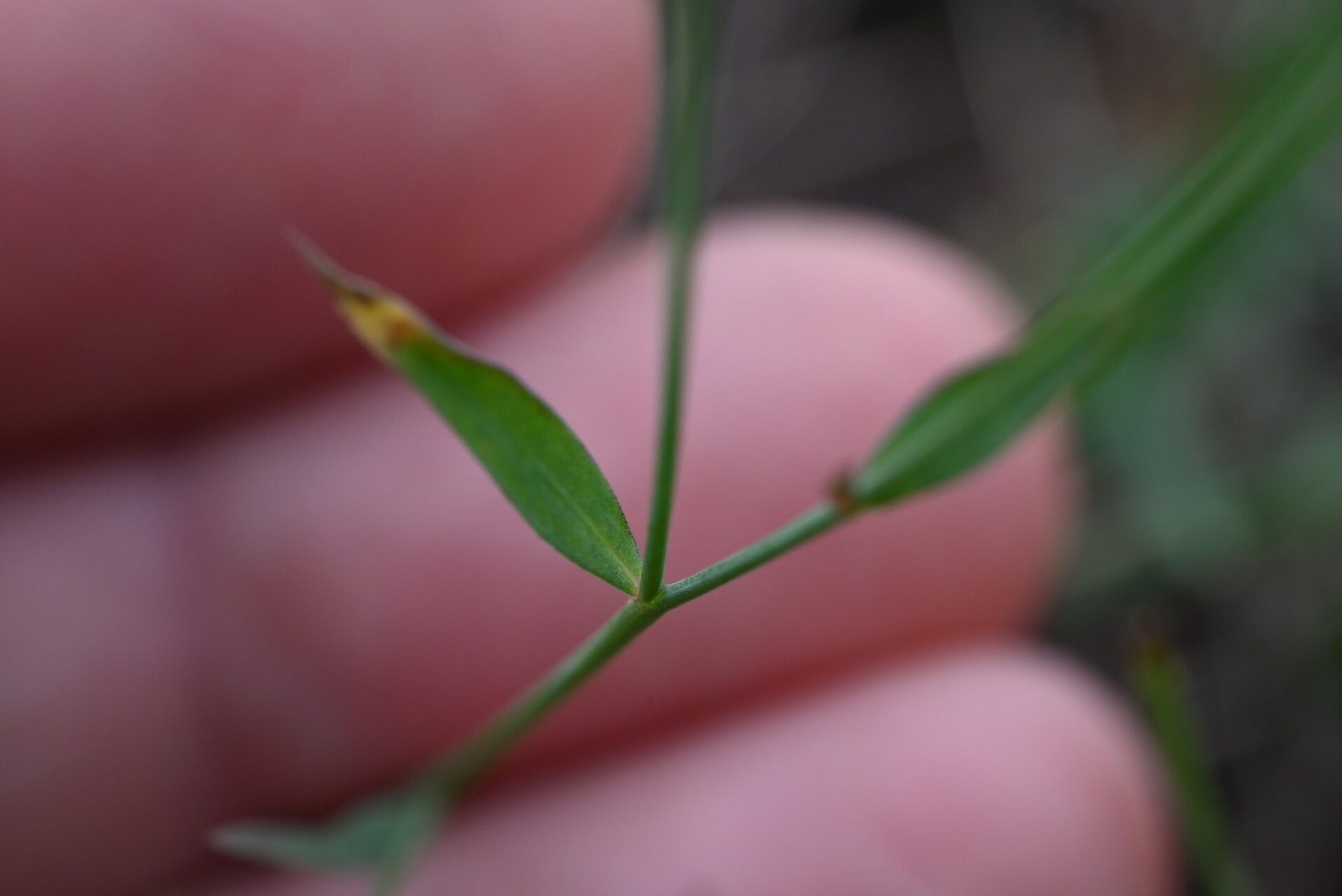 Linum corymbiferum — search result for 'Linum'