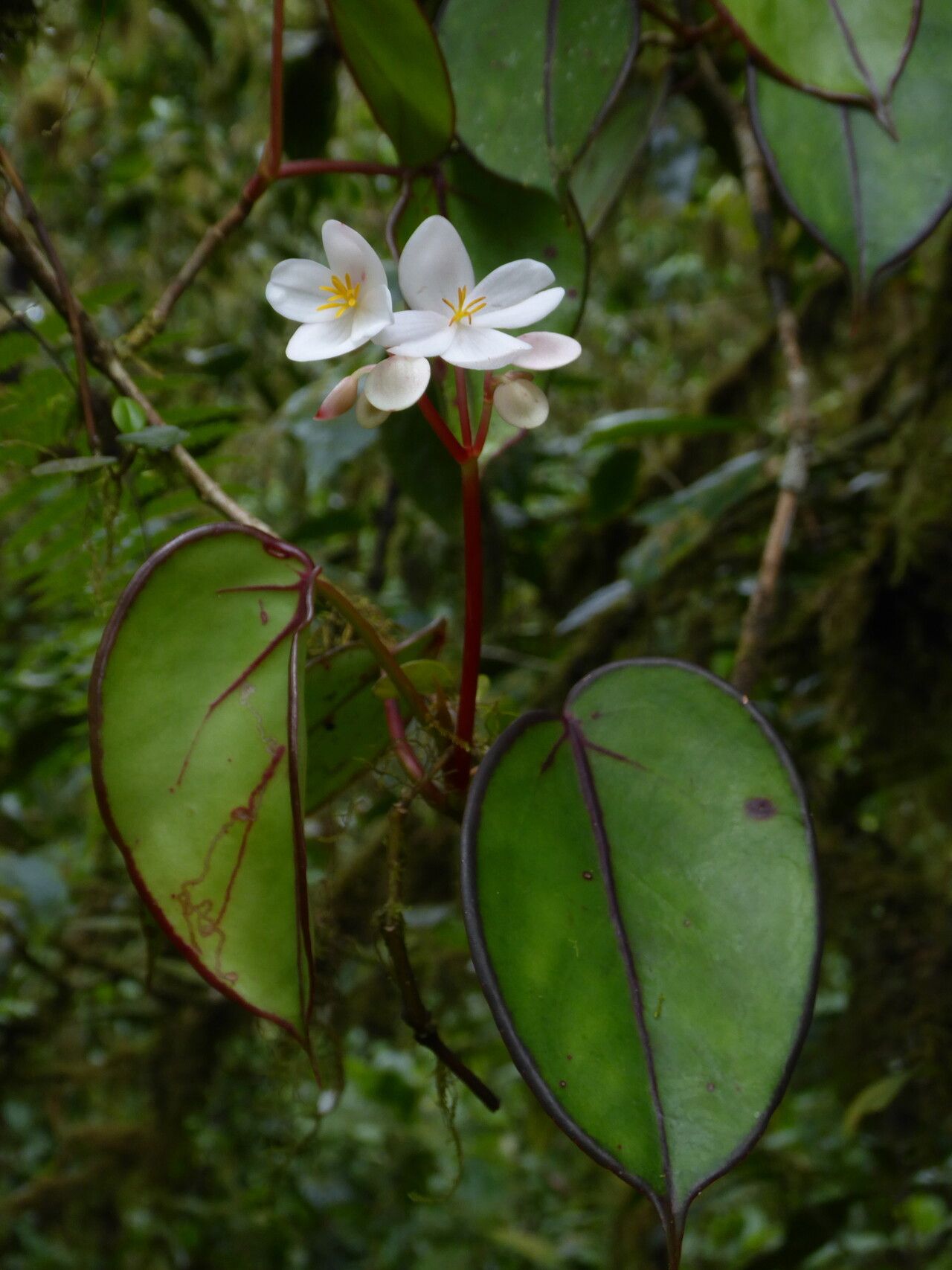 Begonia subalpestris — houseplant care guide