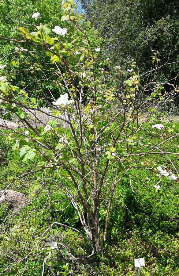 Rubus deliciosus habit