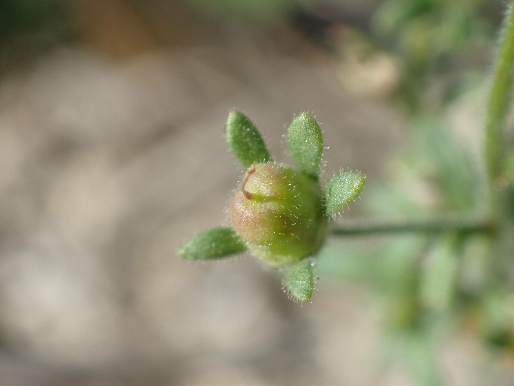 Chaenorhinum minus fruit