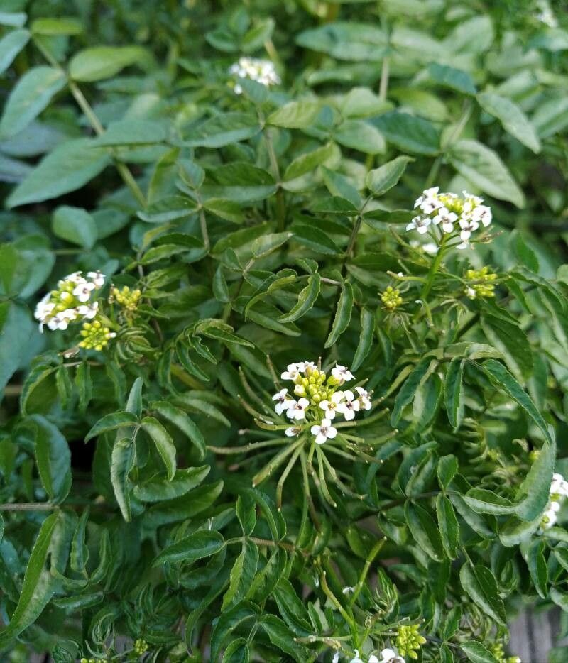 Rorippa nasturtium-aquaticum flower