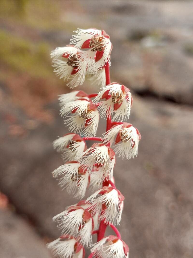 Elaeocarpus variabilis flower