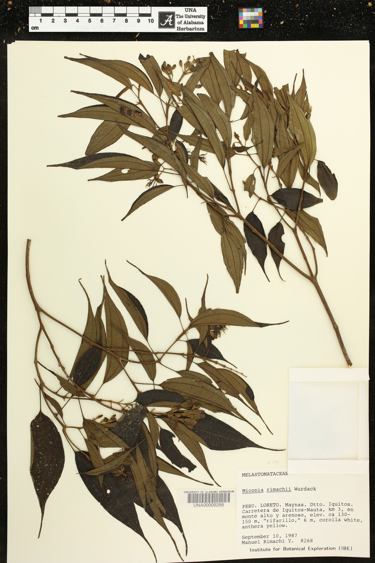 Miconia rimachii — houseplant care guide