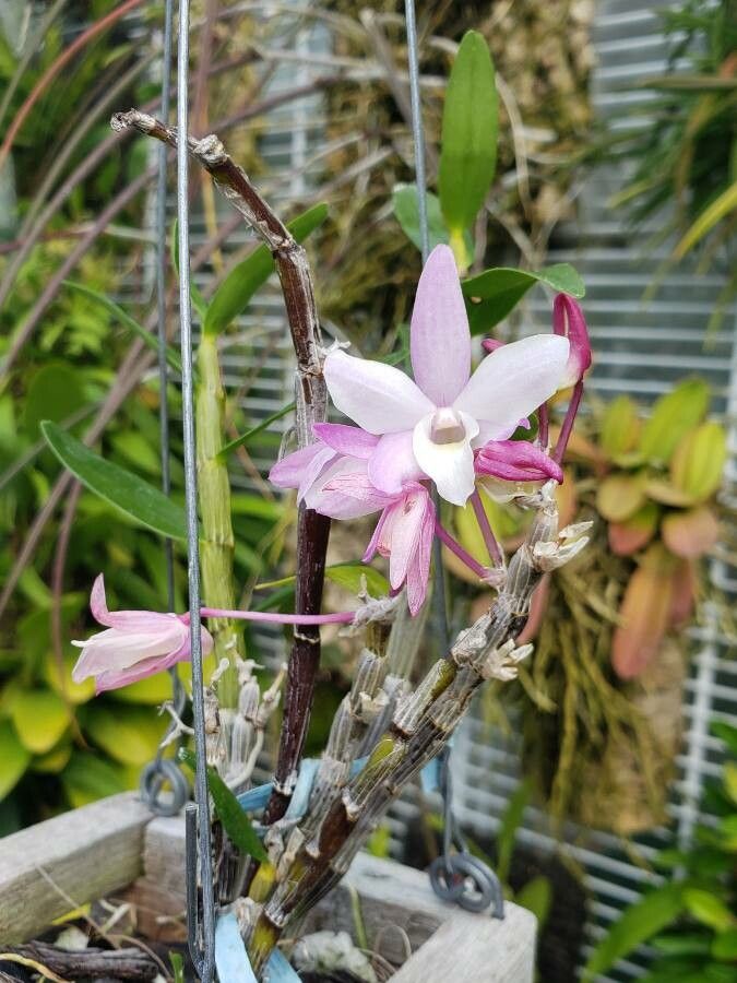 Dendrobium moniliforme flower