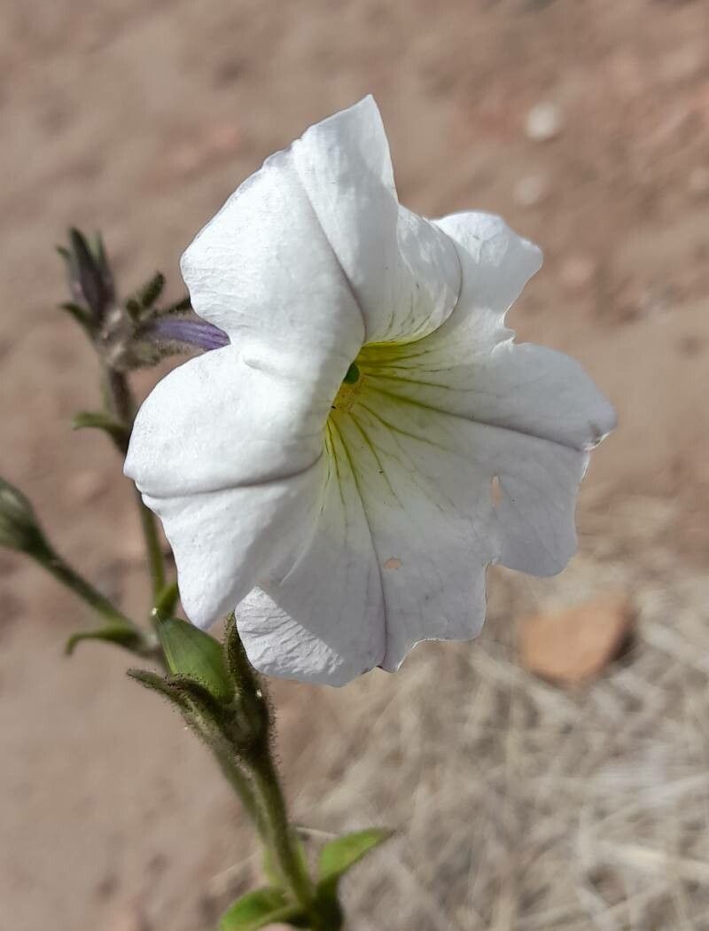 Petunia axillaris flower