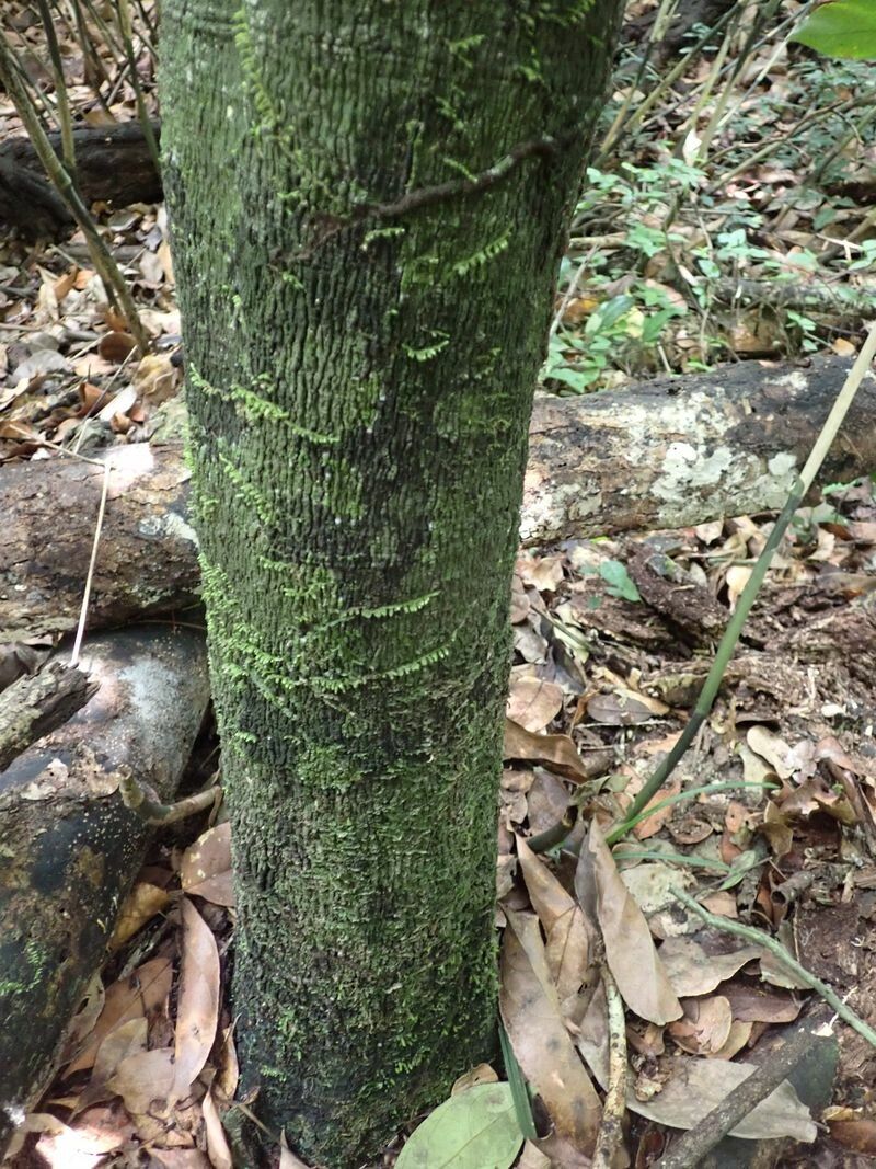 Diospyros iturensis bark