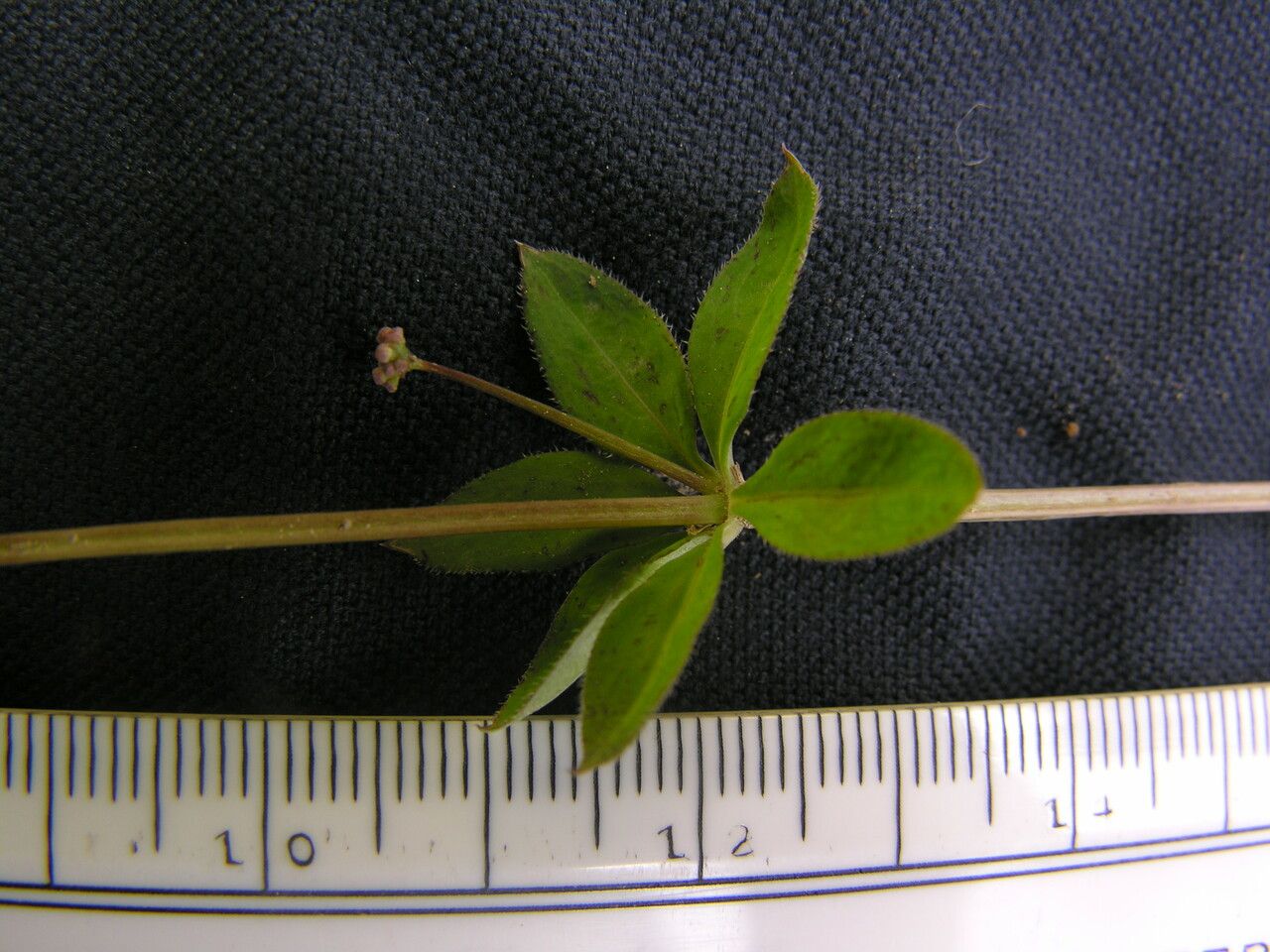 Galium hoffmeisteri other