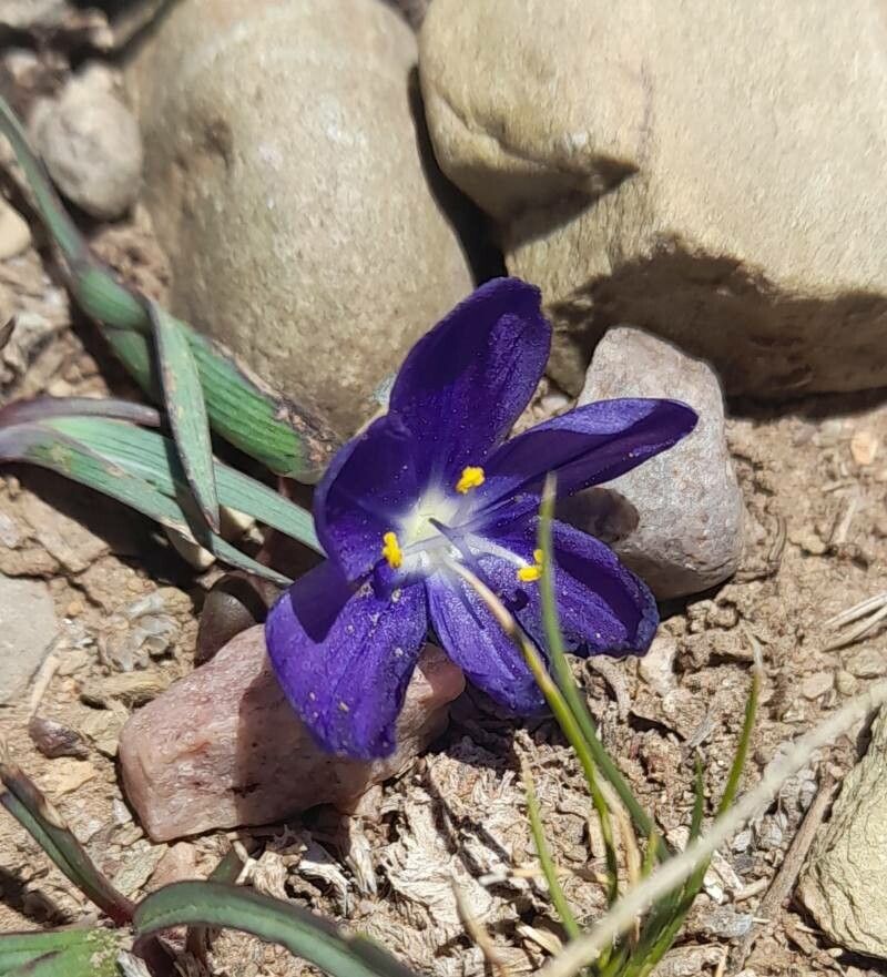 Sisyrinchium humahuacense — search result for 'Sisyrinchium'