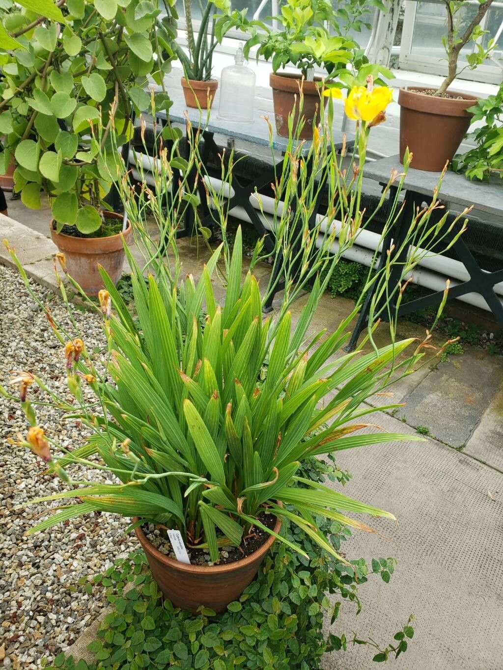 Cypella aquatilis habit