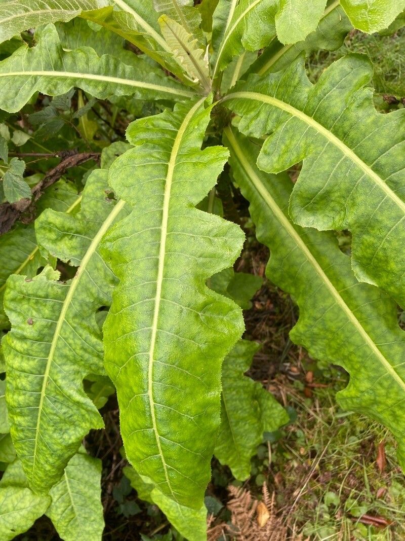 Sonchus fruticosus leaf