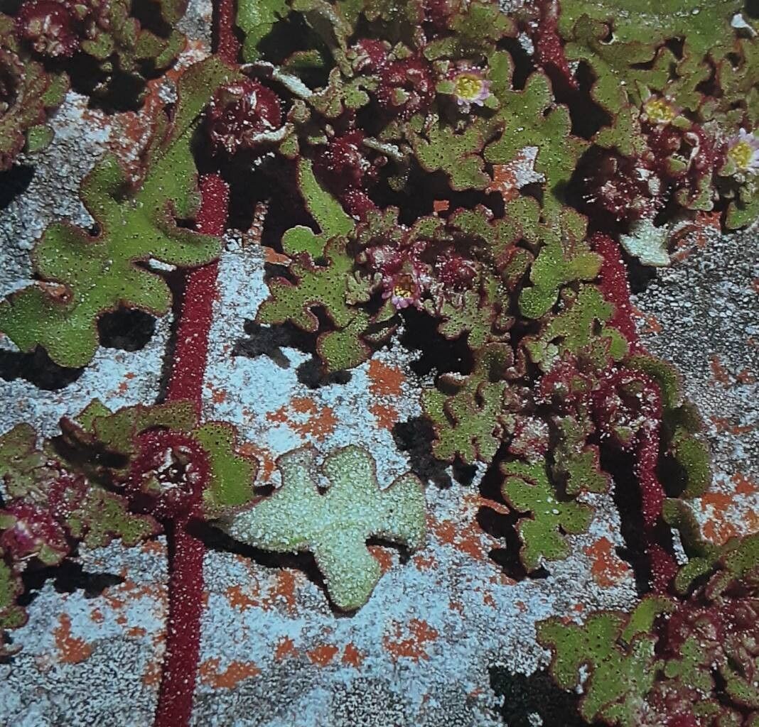 Cleretum herrei — related species from the same genus