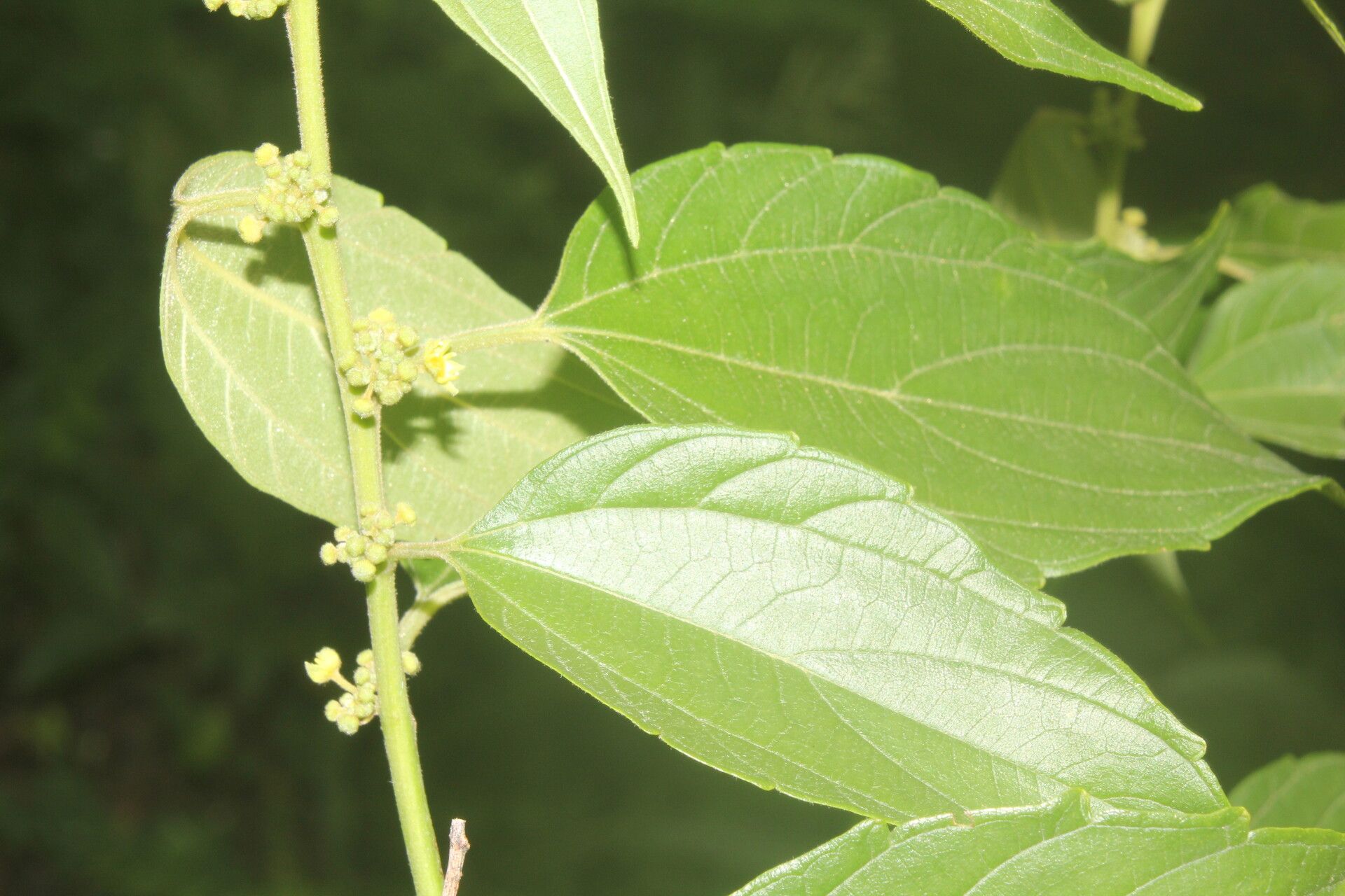 Colubrina triflora leaf