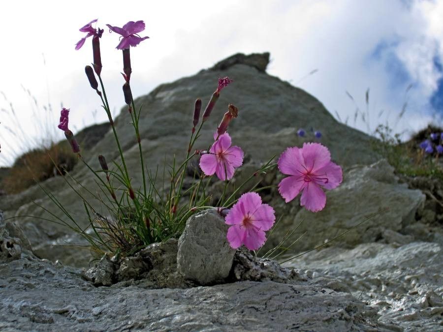 Dianthus sylvestris flower
