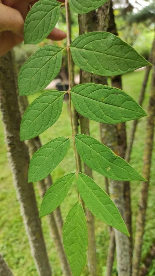 Decaisnea insignis leaf