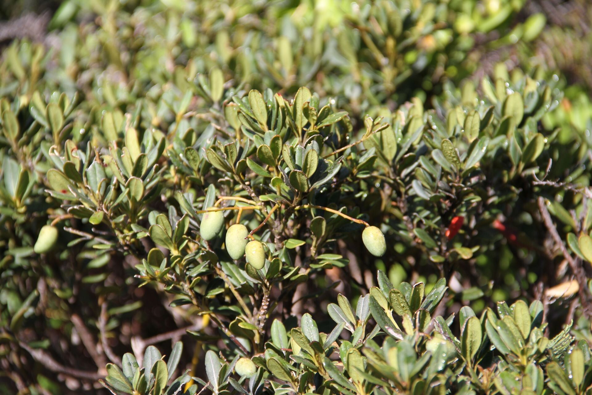 Elaeocarpus pulchellus habit