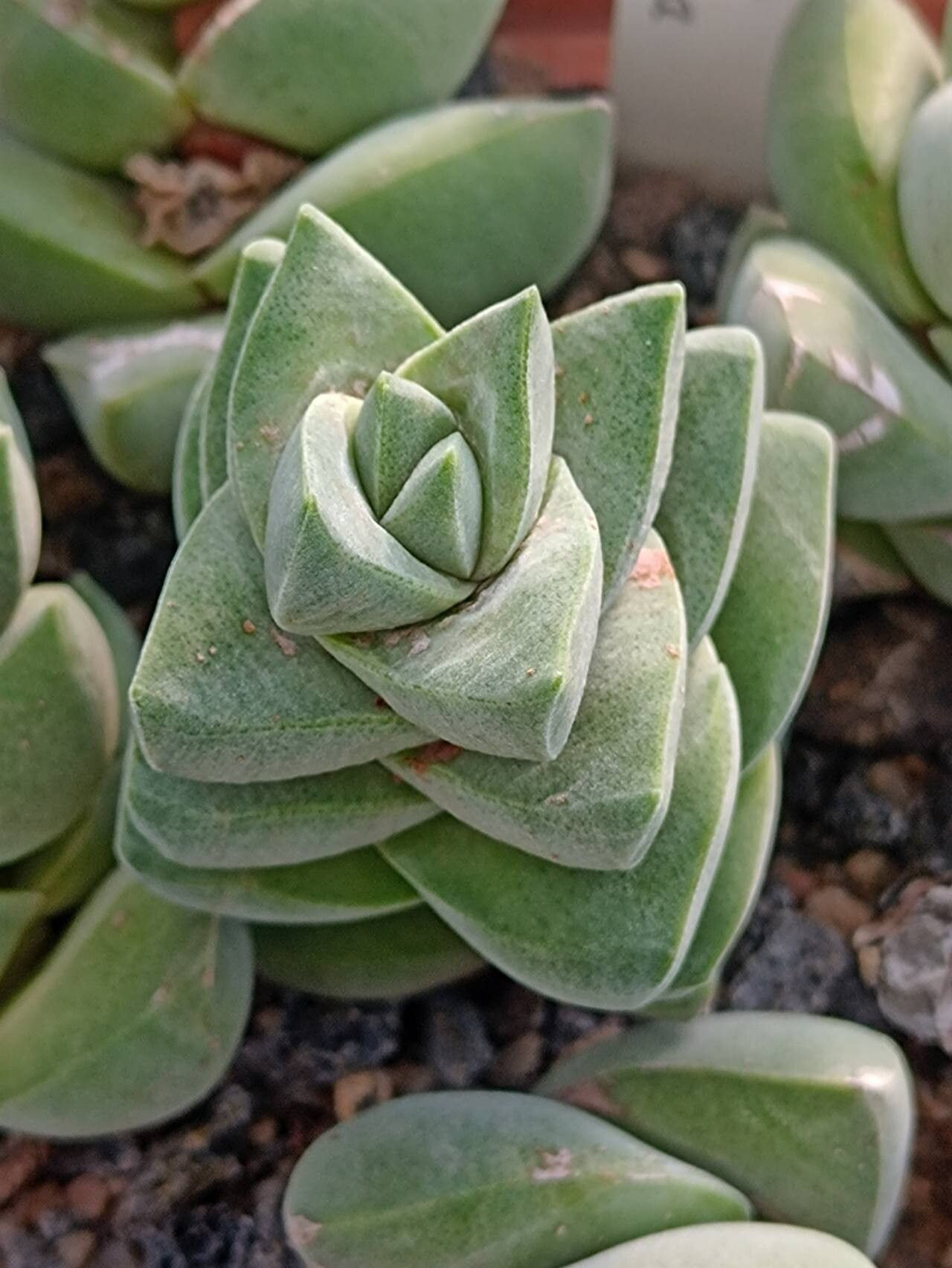 Crassula crenulata habit