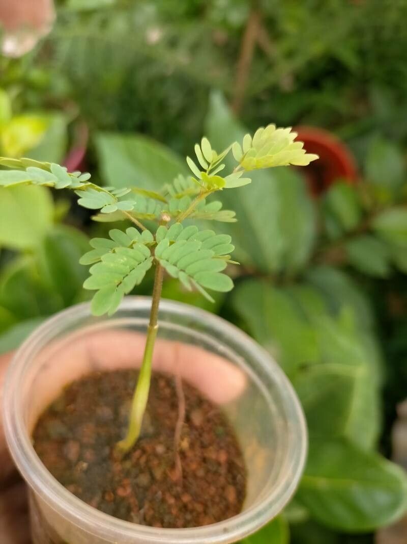 Albizia coriaria leaf