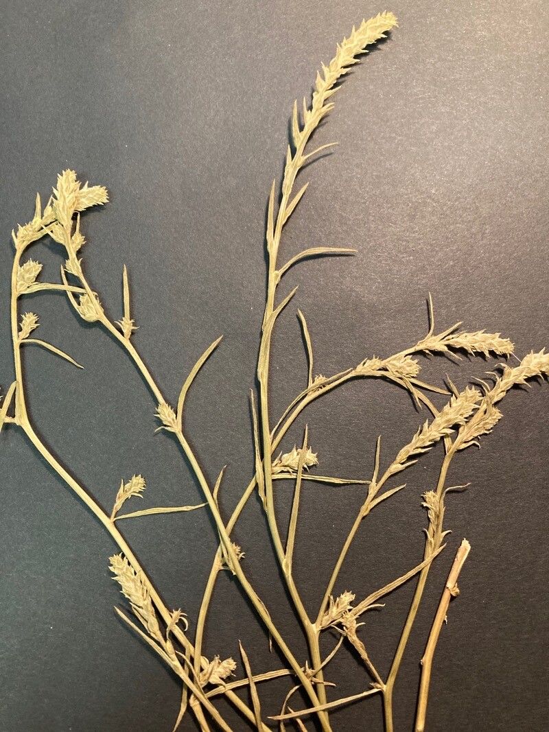 Corispermum marschallii — houseplant care guide