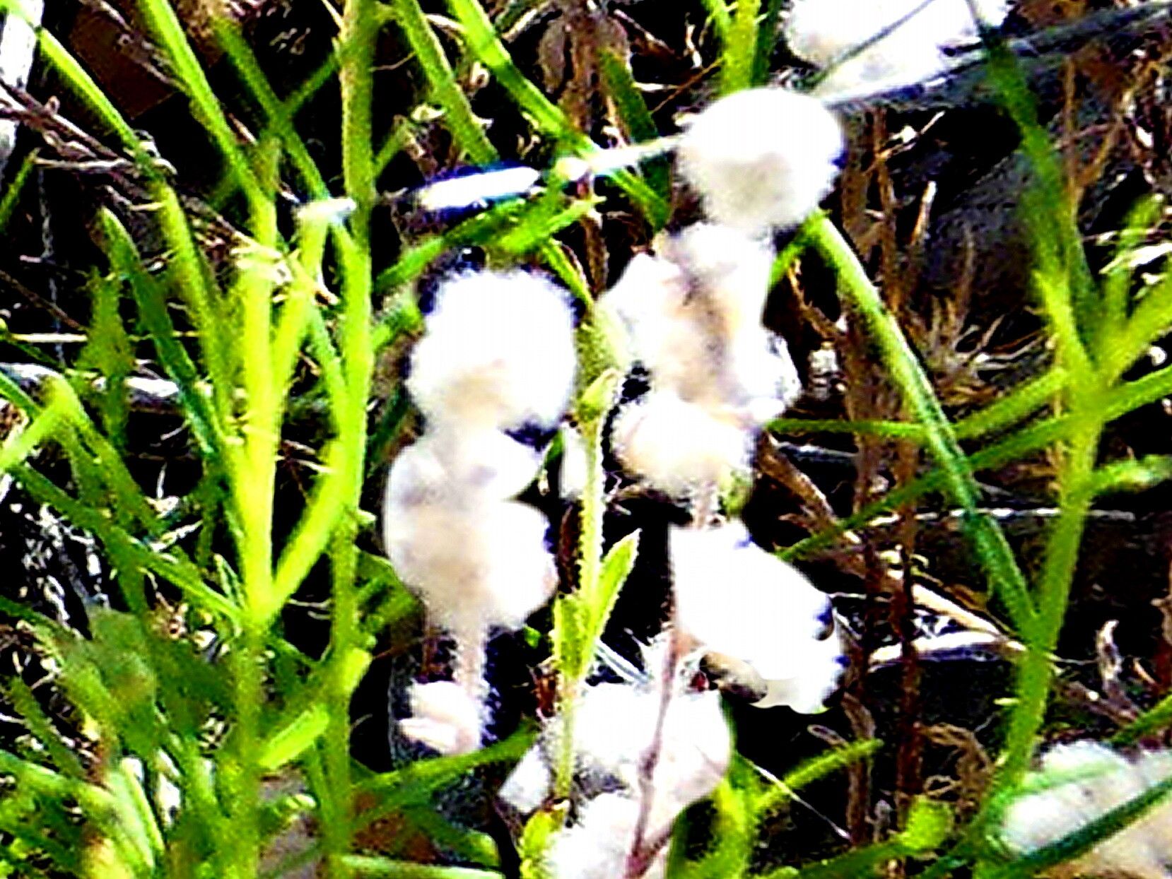 Micropus californicus — related species from the same genus