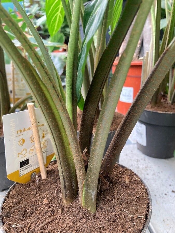 Caladium lindenii bark