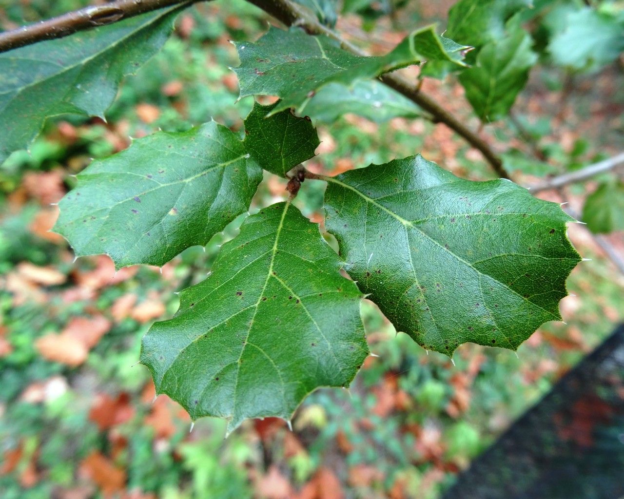 Quercus wislizeni — search result for 'Quercus'