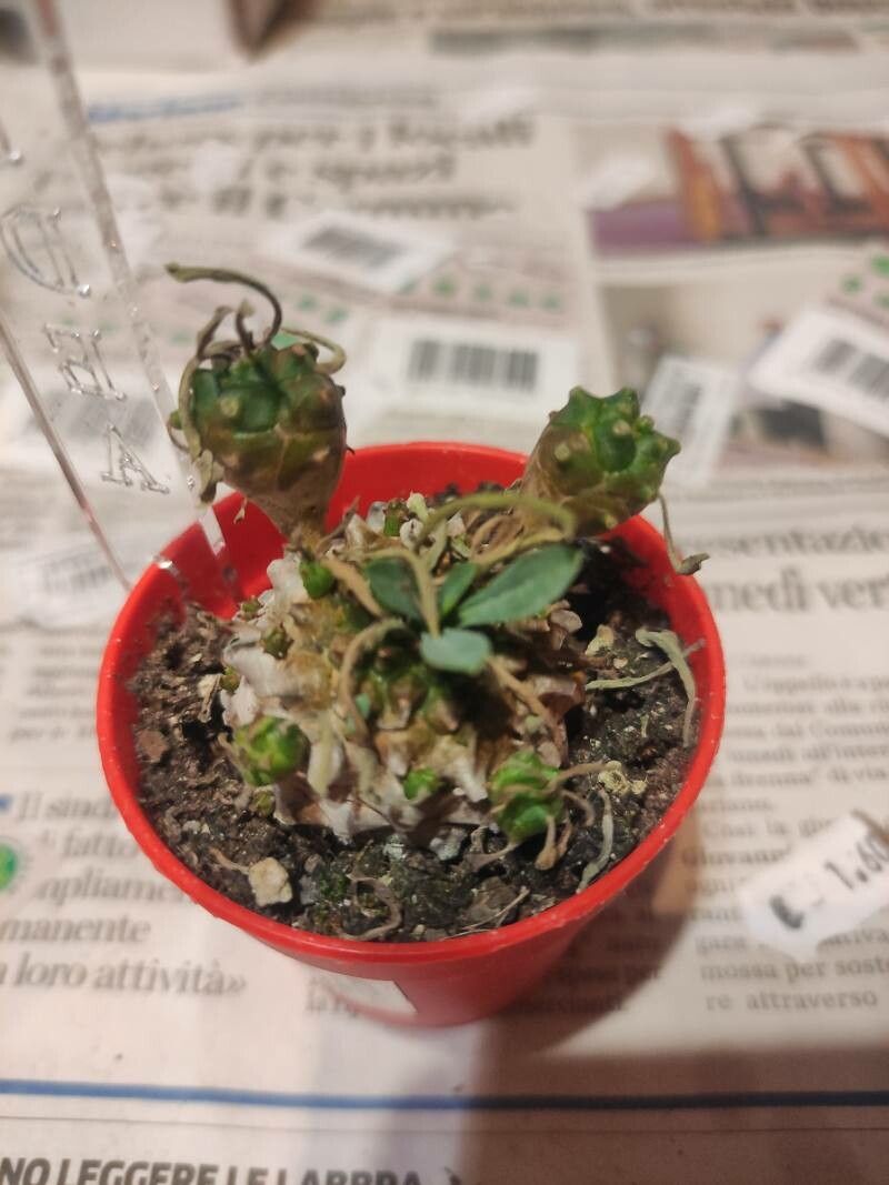 Euphorbia jolkinii — houseplant care guide