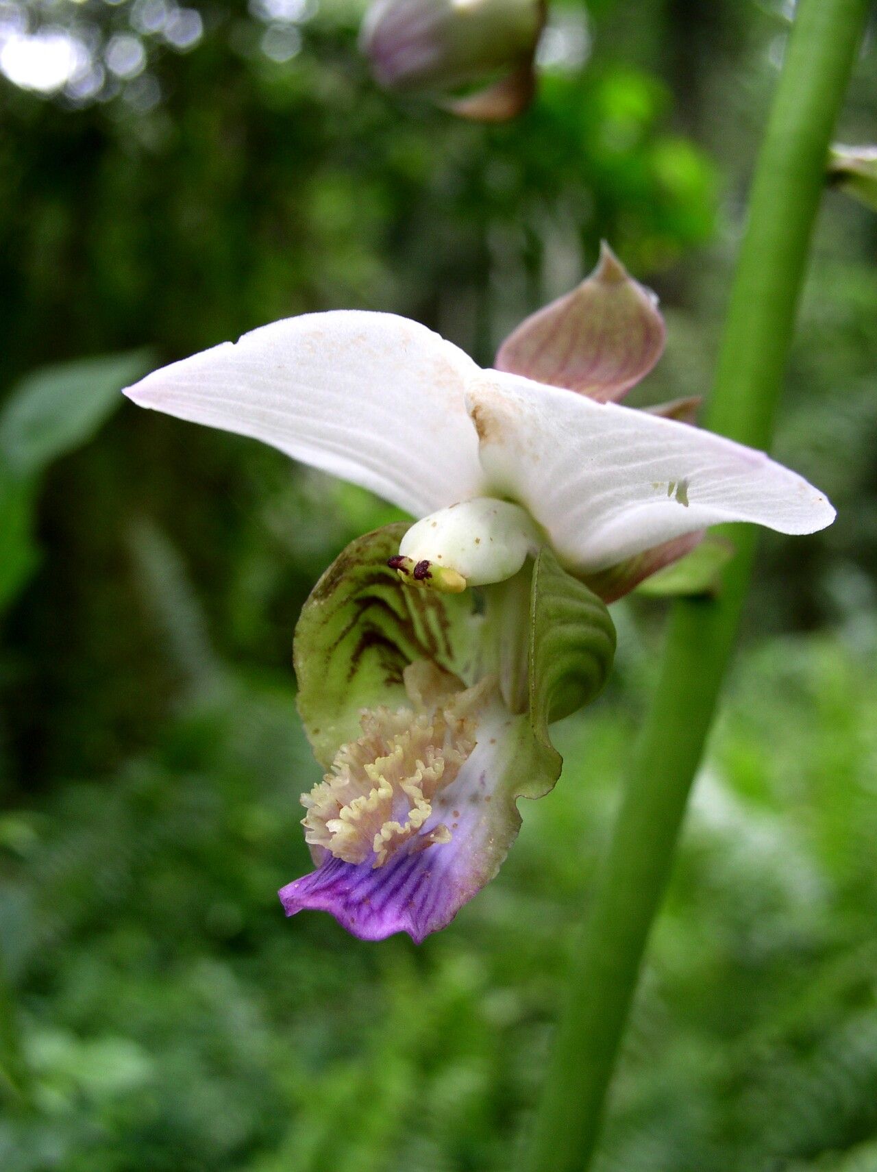 Eulophia horsfallii flower