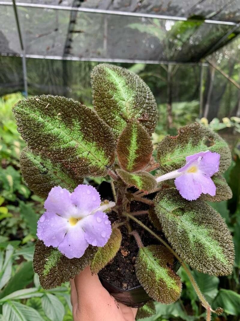 Episcia lilacina leaf