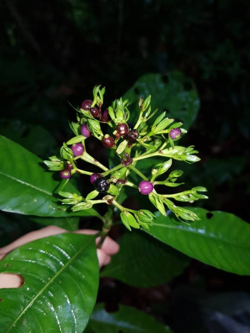 Palicourea violacea fruit