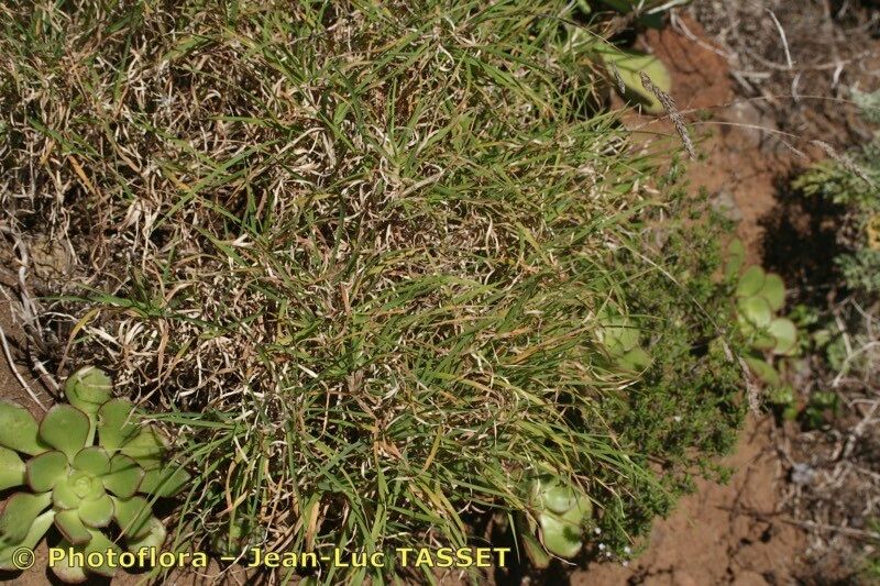 Dactylis smithii habit