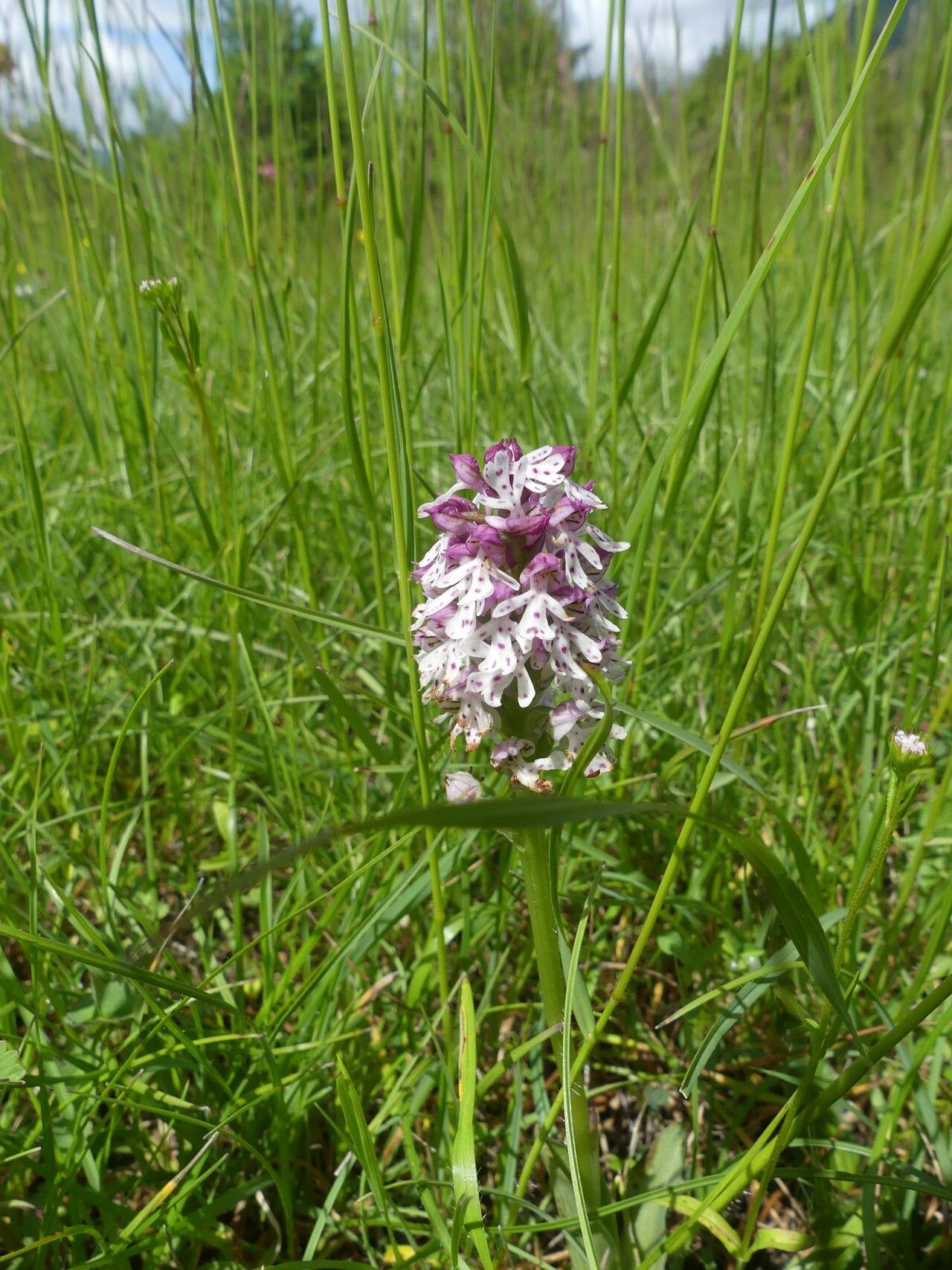 Neotinea × bugarachensis flower