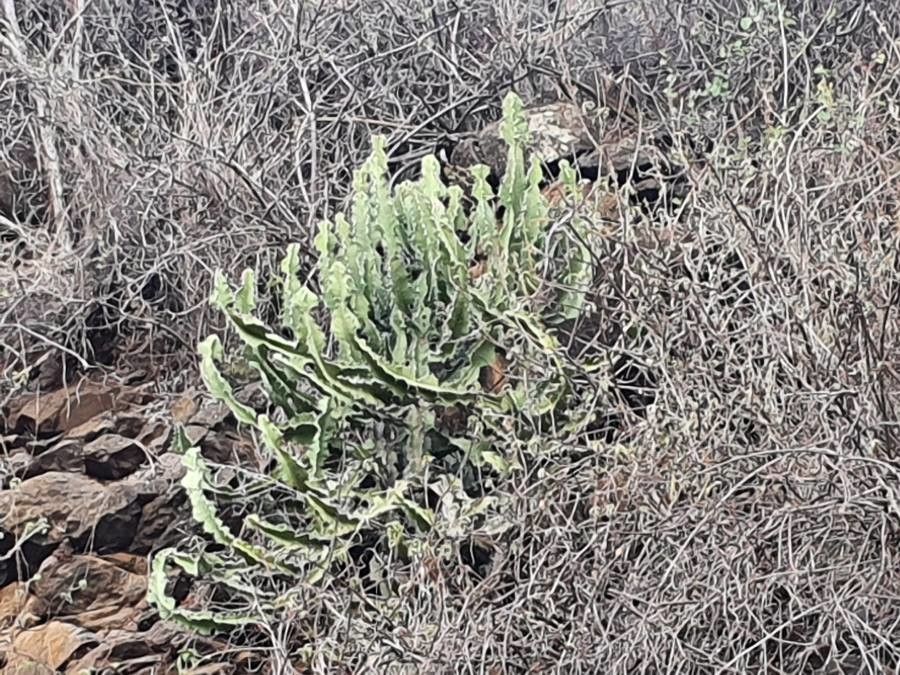 Euphorbia bussei — houseplant care guide