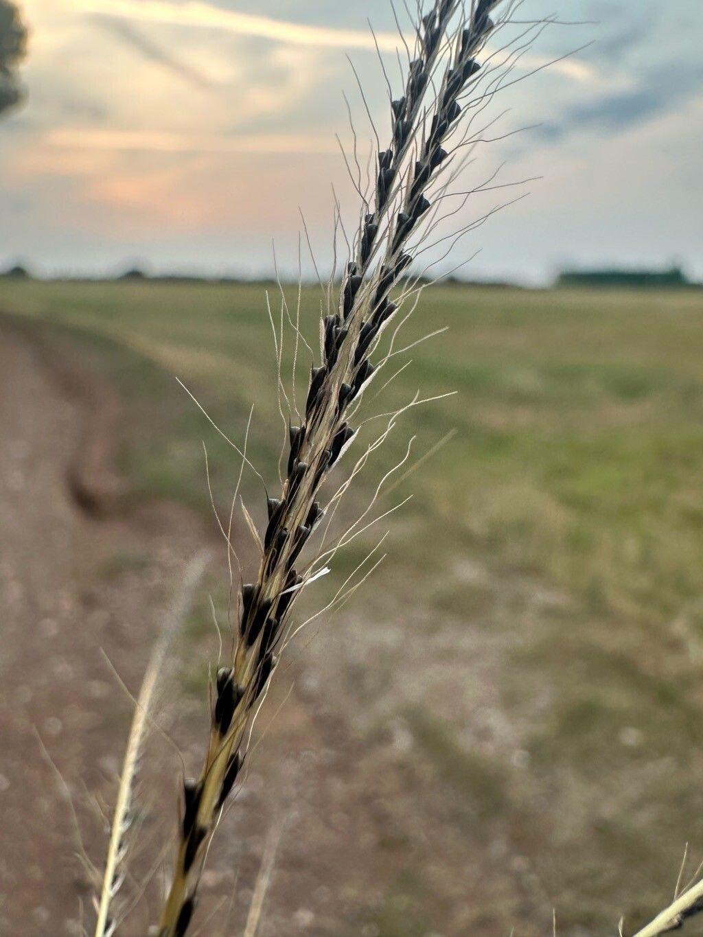 Chloris truncata fruit