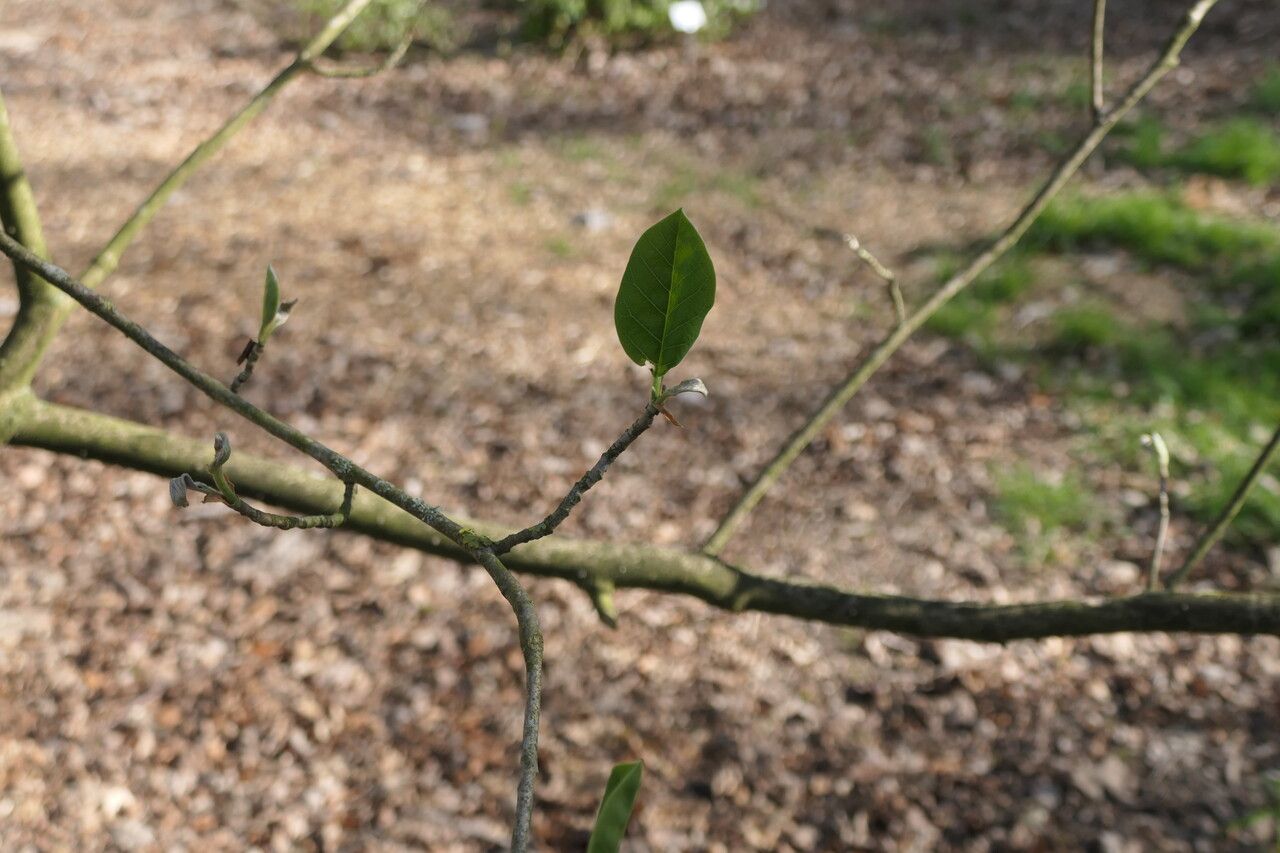 Magnolia sieboldii — search result for 'Magnolia'