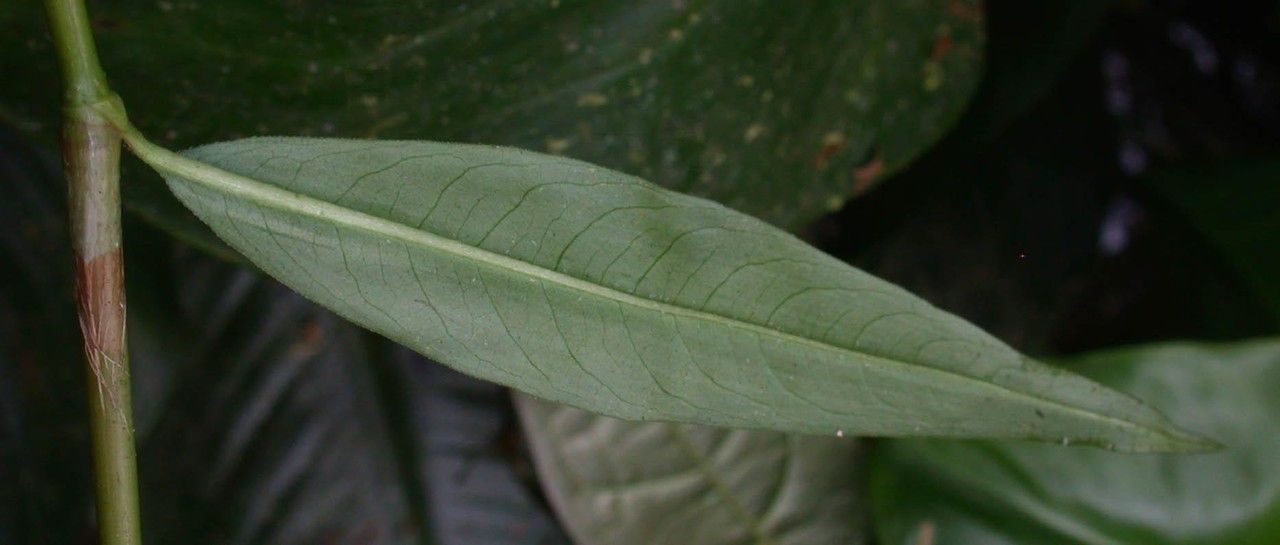 Polygonum hydropiperoides leaf