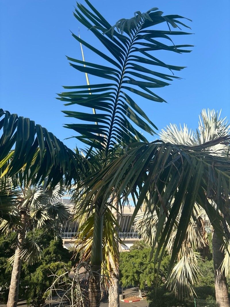 Veitchia spiralis — related species from the same genus