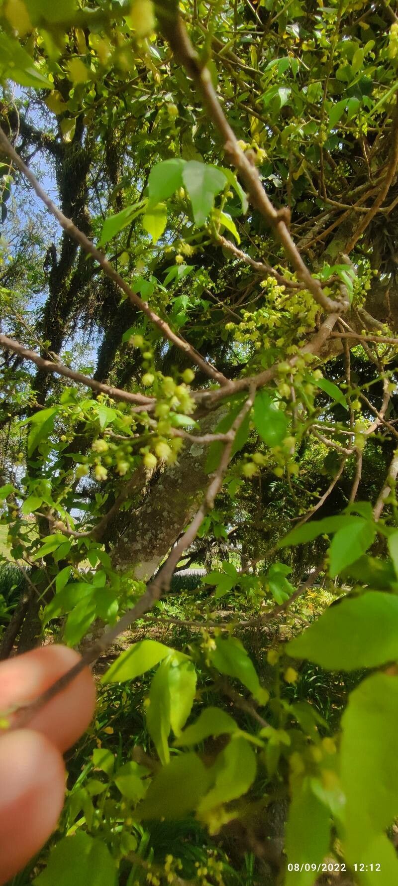 Allophylus edulis flower