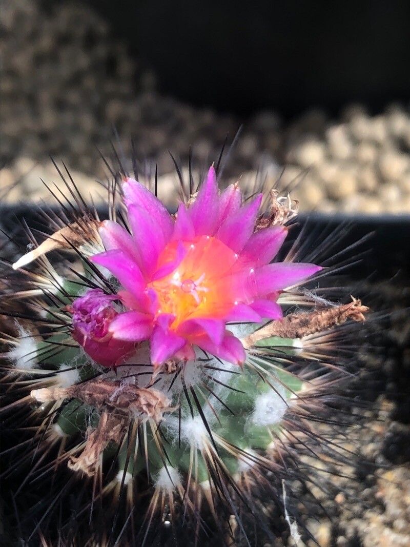 Turbinicarpus gielsdorfianus flower