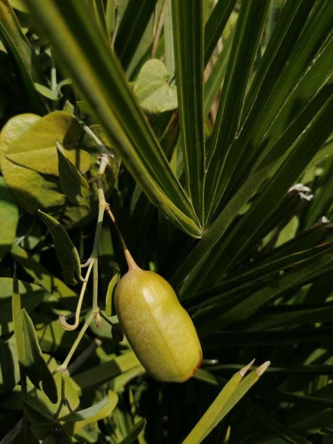 Aristolochia baetica fruit