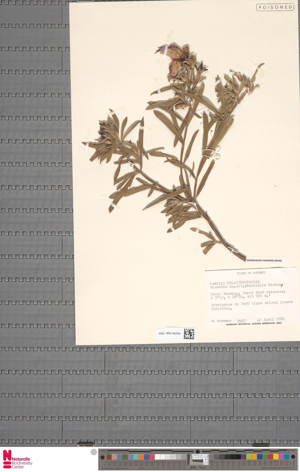 Feliciotis alata — related species from the same genus