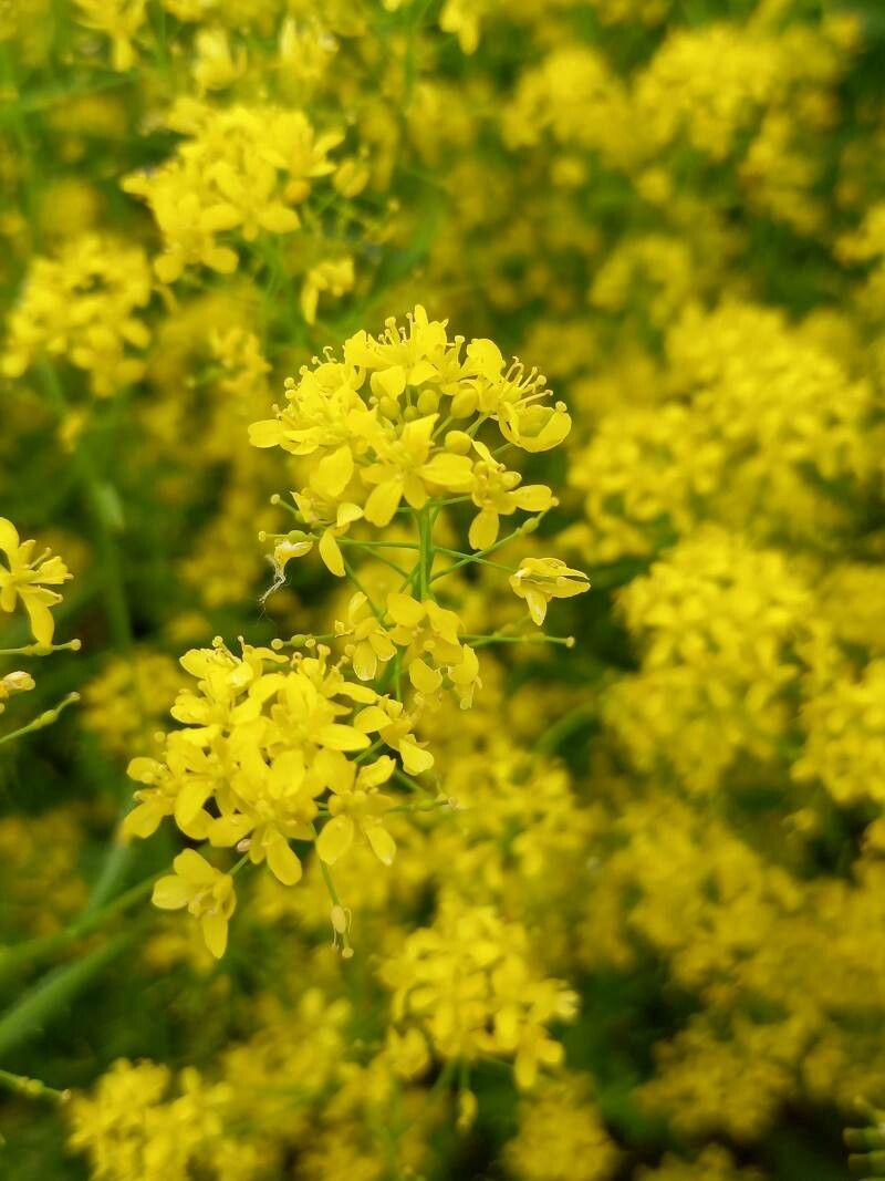Rorippa austriaca flower
