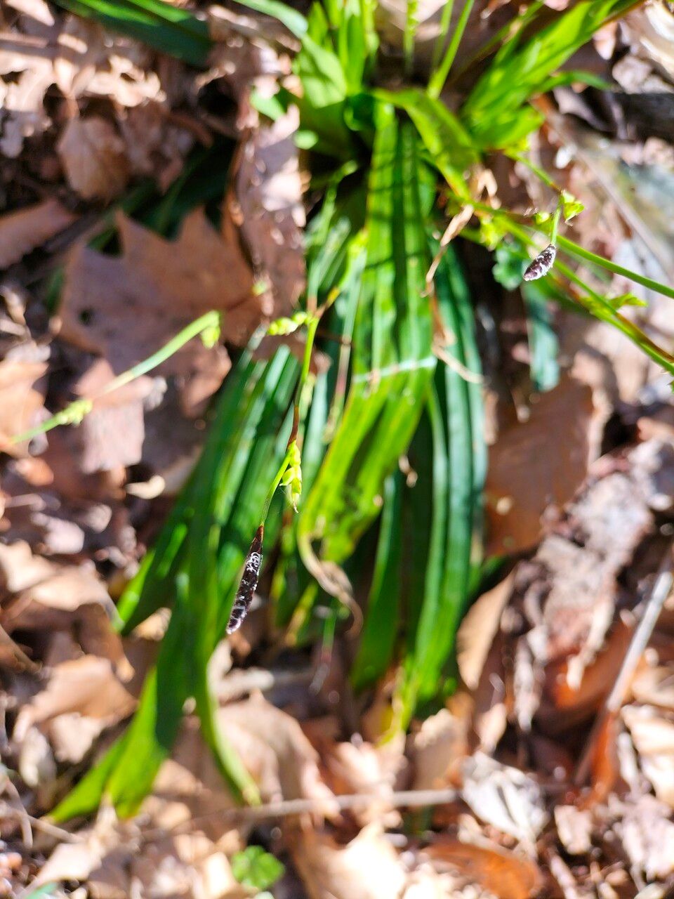 Carex plantaginea flower
