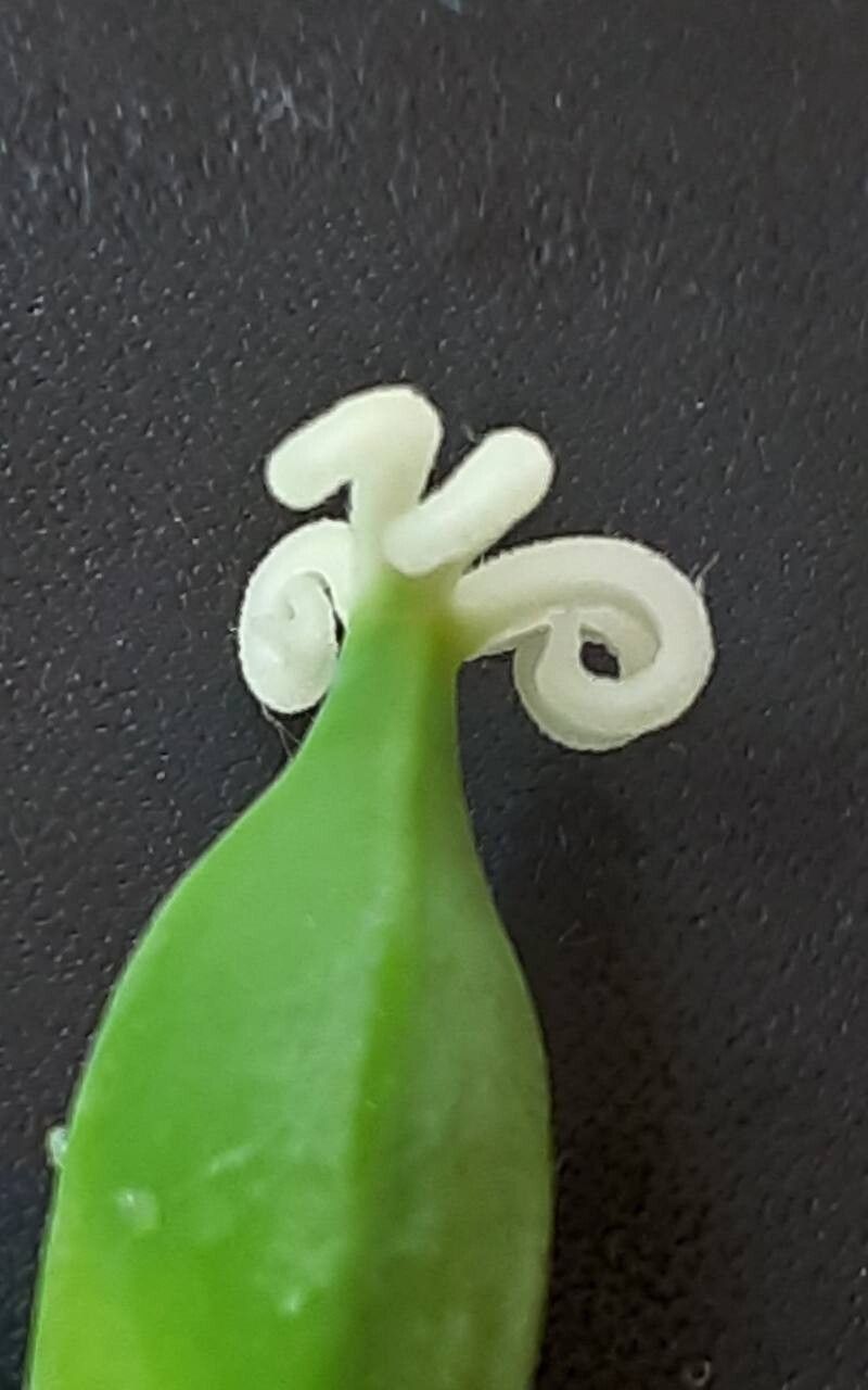 Vasconcellea × pentagona flower