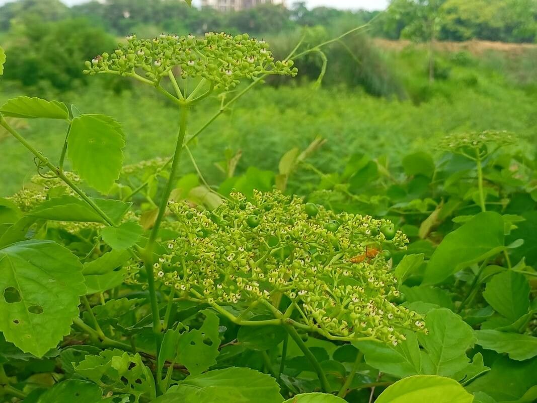 Causonis trifolia fruit