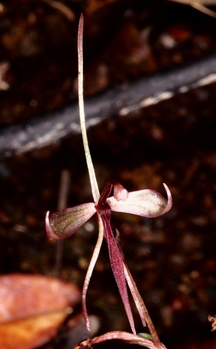 Acianthus uvarius bark
