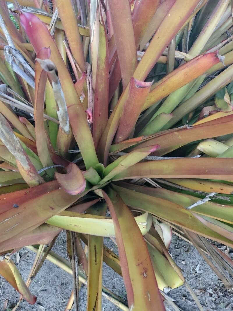 Wallisia anceps leaf