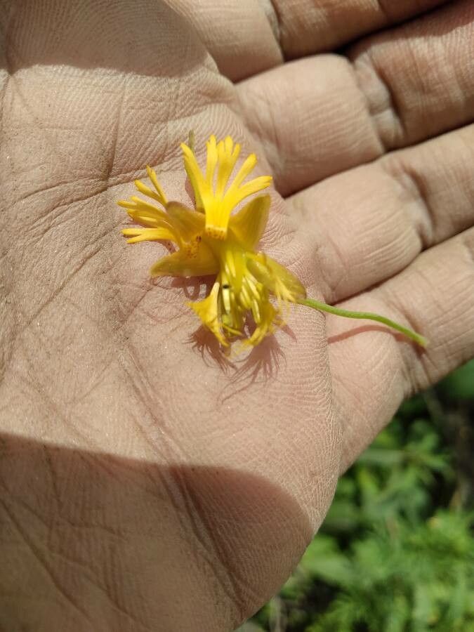 Tropaeolum boliviense flower