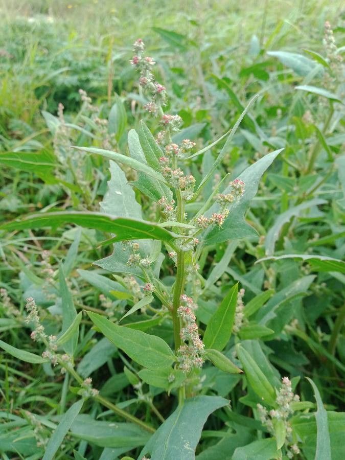 Atriplex prostrata flower