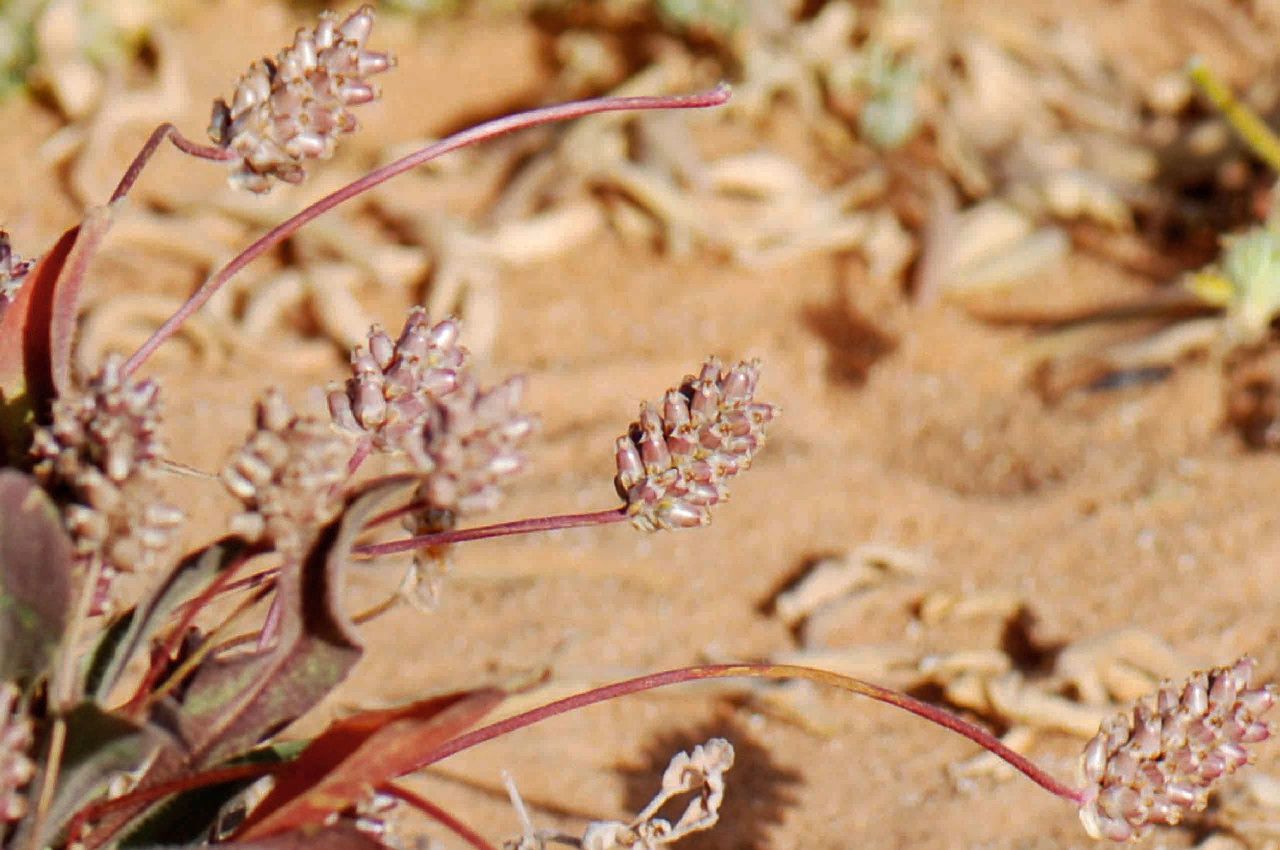 Plantago amplexicaulis flower